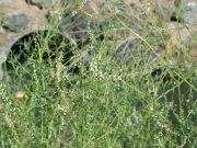 white sweetclover (Melilotus alba)
